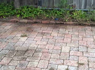 Bush Trimming by Derrick Smith for Lex A. in St. Petersburg, FL