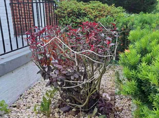 Bush Trimming by Jose Paz for Clarence W. in Washington, DC