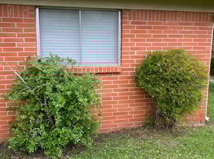 Bush Trimming by Scott Oyster for David B. in Fort Worth, TX