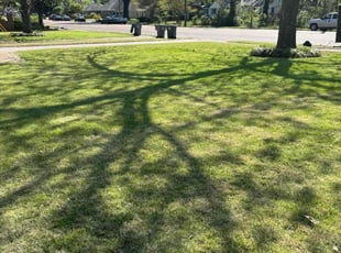 Makail B.'s Lawn Service service result