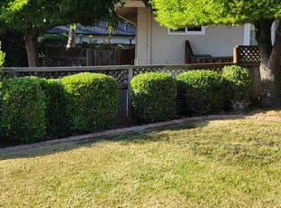 Bush Trimming by John Arechiga for Mark S. in Santa Clara, CA