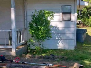 Bush Trimming by Samuel Hodge for Maricel S. in Mesquite, TX