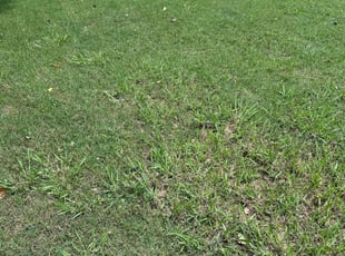 Ernestine B.'s Leaf Removal service result