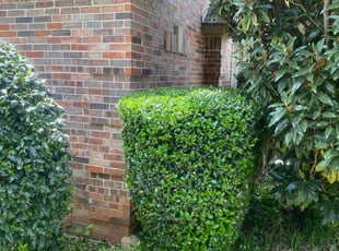 Bush Trimming by Tommie Cole for Kreg A. in Flower Mound, TX