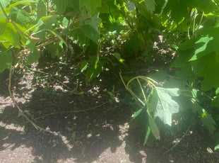 Leaf Removal by Irvin Lopez for Morgan B. in Nashville, TN