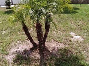 Bush Trimming by Johnny Richardson for John R. in Lake Wales, FL