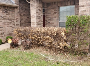 Bush Trimming by Joshua Gomez for Tee M. in Oklahoma City, OK