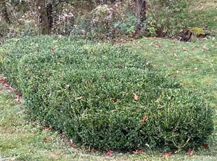 Bush Trimming by Shaun Keefer for Dan M. in Cranberry Township, PA