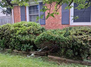 Mary Beth M.'s Bush Trimming service result