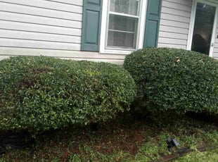 Bush Trimming by Benjamin Powell for Rebekah P. in Taylors, SC