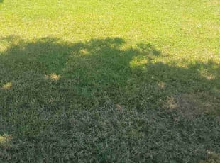 Marie T.'s Lawn Care service result