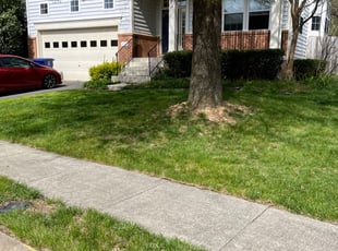 Bush Trimming by Alesandre Mejita Duarte for Heather C. in Leesburg, VA