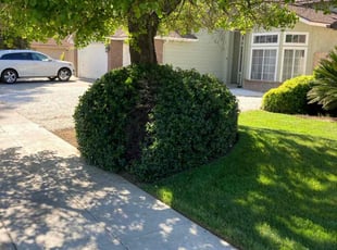 Bush Trimming by Alex Rodriguez for Rosalind B. in Fresno, CA