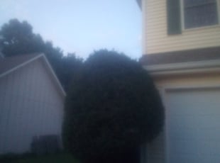 Bush Trimming by Corey Miller for Ben W. in Olathe, KS