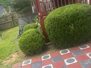 Robert R.'s Bush Trimming service result