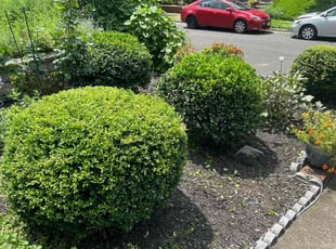 Bush Trimming by Ted Reimel for Diane M. in Collingswood, NJ