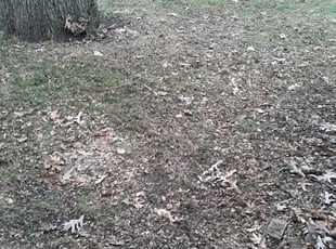 Leaf Removal by Preston Andrew for Benjamin W. in Minneapolis, MN