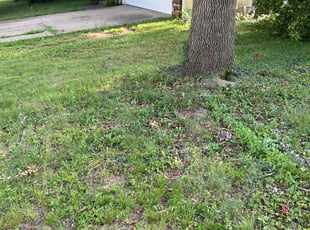 Sandra S.'s Cleanups service result