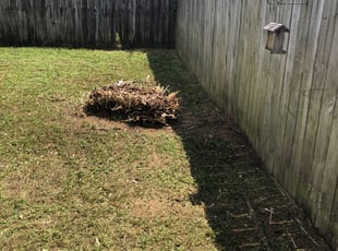 Bush Trimming by Serchui Hicks for Marilyn M. in Pensacola, FL