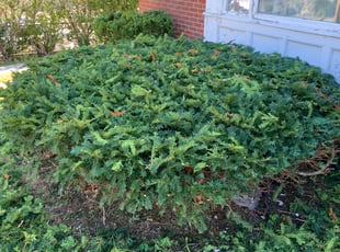 Bush Trimming by Nicholas Violante for Christina K. in Providence, RI