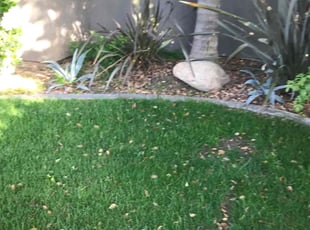 Bush Trimming by Jeffrey Jackson for ALge M. in Bakersfield, CA