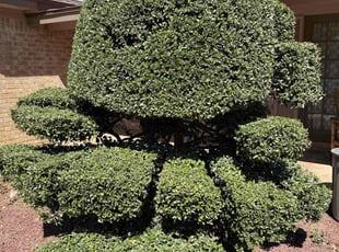 Bush Trimming by Zachary Saldana for Randy D. in Lubbock, TX