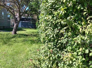 Bush Trimming by James Rogers for Patrick M. in Minneapolis, MN