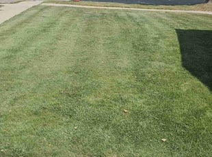 Dave W.'s Yard Cutting service result