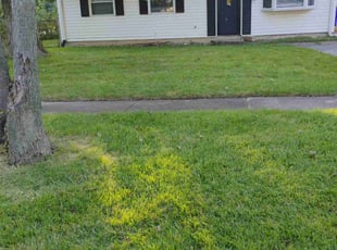 Clinton I.'s Lawn Service service result