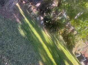 Dominique A.'s Lawn Mowing Service service result