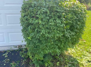 Bush Trimming by Fernando Escobar for David U. in Loveland, OH