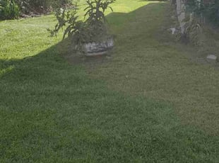 Mike Z.'s Lawn Mowing service result