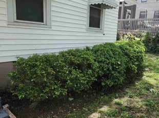 Bush Trimming by Lawrence Tischler for Chase C. in Cincinnati, OH