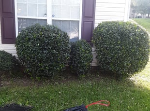 Bush Trimming by Eric Witherspoon for Hannah W. in Charlotte, NC