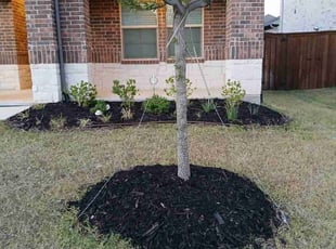 Weeding by Melody Herrera for Laura P. in Fort Worth, TX