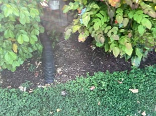 Leaf Removal by Daniel Shannon for Nick W. in Fredericksburg, VA
