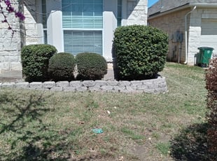 Bush Trimming by Derrick Dlouhy for Iris L. in Austin, TX