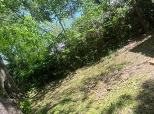 Bush Trimming by Shemack Mills for Marche M. in Shreveport, LA