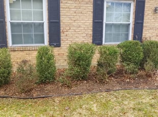 Bush Trimming by Allan Roberts for Sherene R. in Herndon, VA
