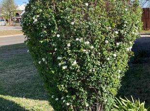 Bush Trimming by Lance Holtman for Tyler B. in Bethany, OK