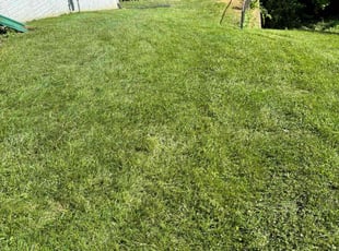 Rose W.'s Lawn Mowing service result
