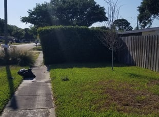 Bush Trimming by Marvin Watson for Meredith W. in Tampa, FL