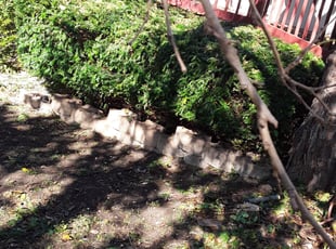 Bush Trimming by Garrett Howell for Joe D. in Raytown, MO