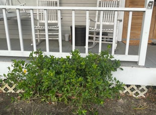 Bush Trimming by Carl George for Kelly M. in Baton Rouge, LA