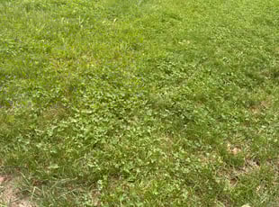 Jacqueline M.'s Leaf Removal service result