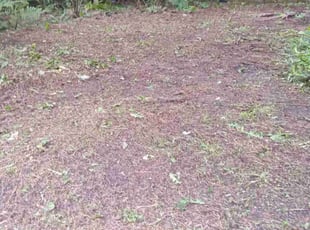 Weeding by Julian Aguirre for Janet M. in Riverside, IL