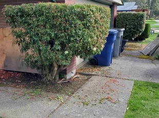Bush Trimming by Coben Varland for Katherine P. in Redmond, WA