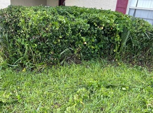 Bush Trimming by Genet Rena for Colleen S. in Orlando, FL
