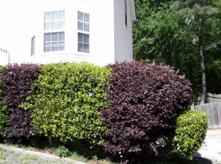 Bush Trimming by Elvin Dobbs for Daniel J. in Mableton, GA