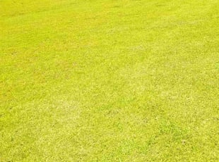 Terrence W.'s Lawn Mowing service result